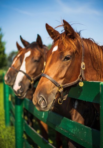Image of Chestnut Yearlings by Chelsea Agee from Danville